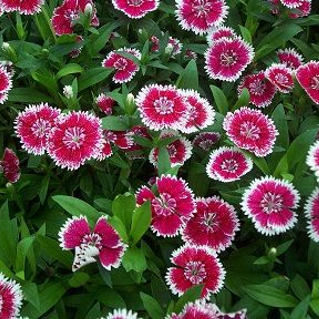 Dianthus chinensis гвоздика китайская