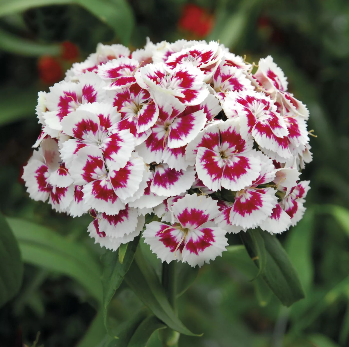 Гвоздика Dianthus Doris