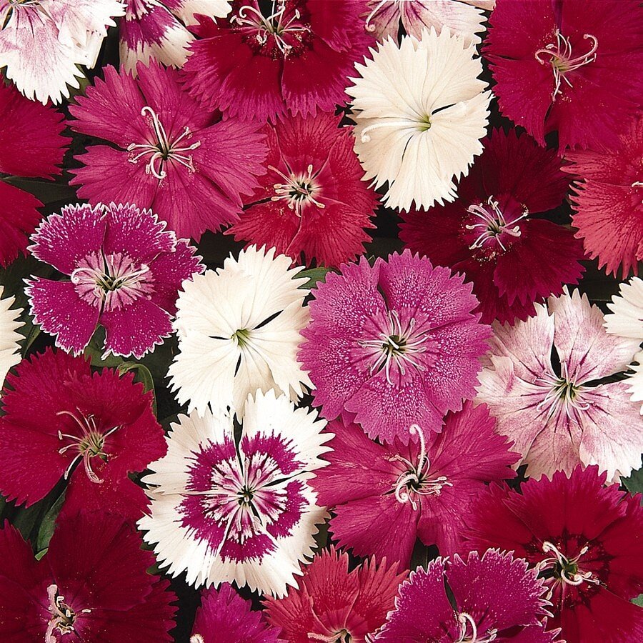 Dianthus chinensis, also known as a China Pink. Date 1793