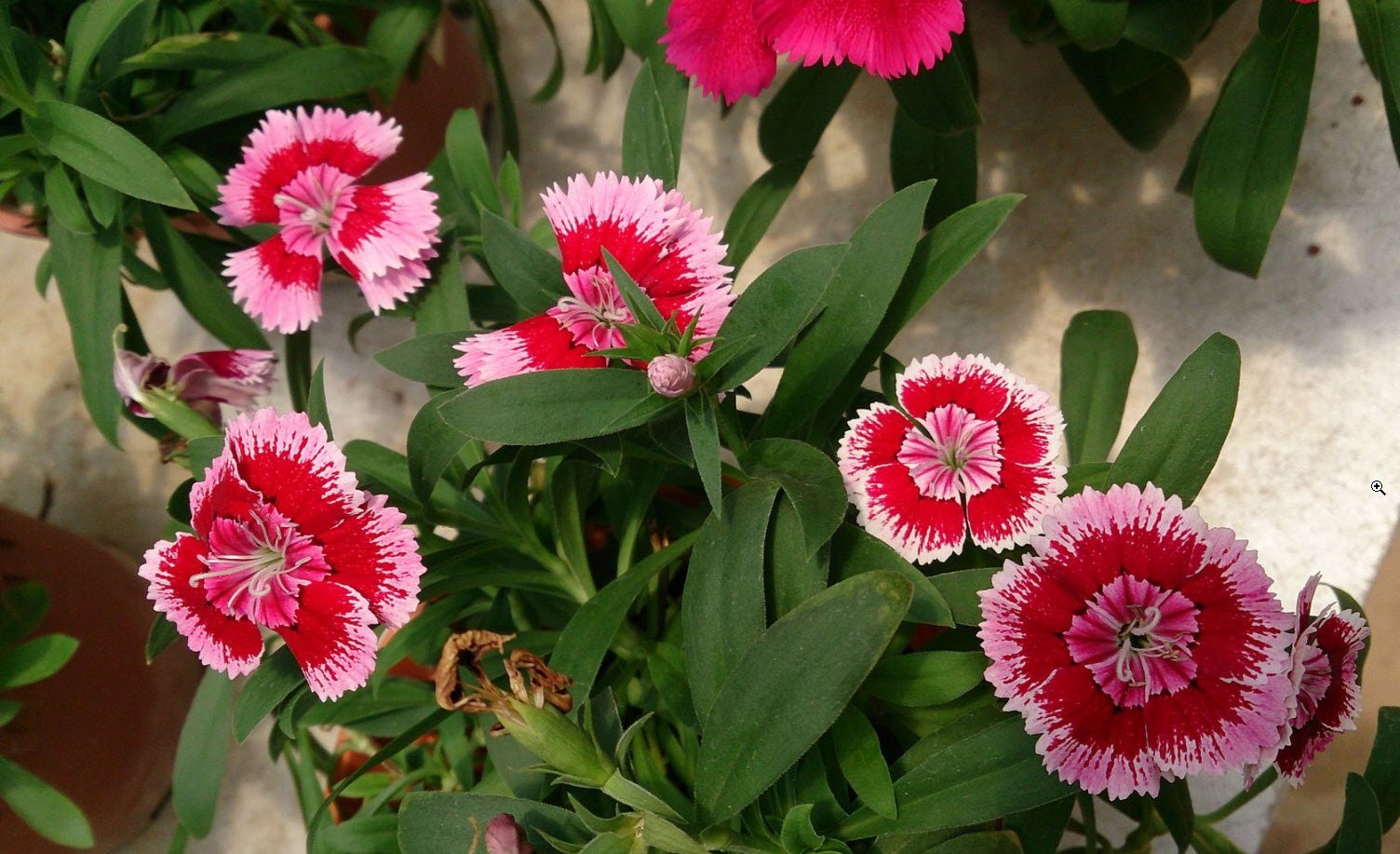 Dianthus chinensis гвоздика китайская