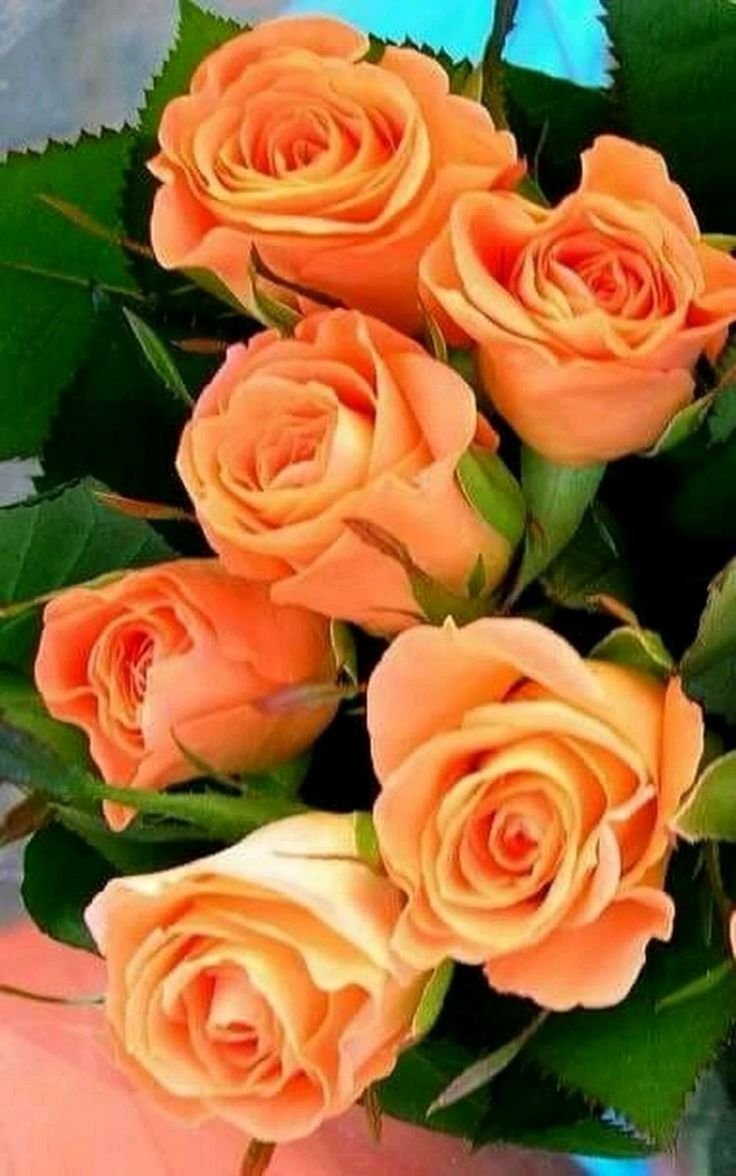 Розы букет коралл цветов красивый