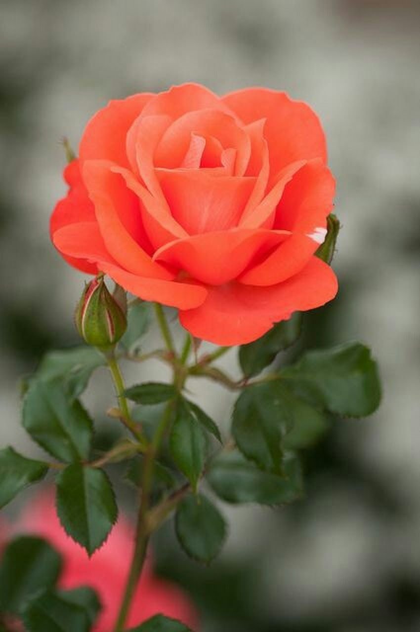 Роза коралловая чайно гибридная