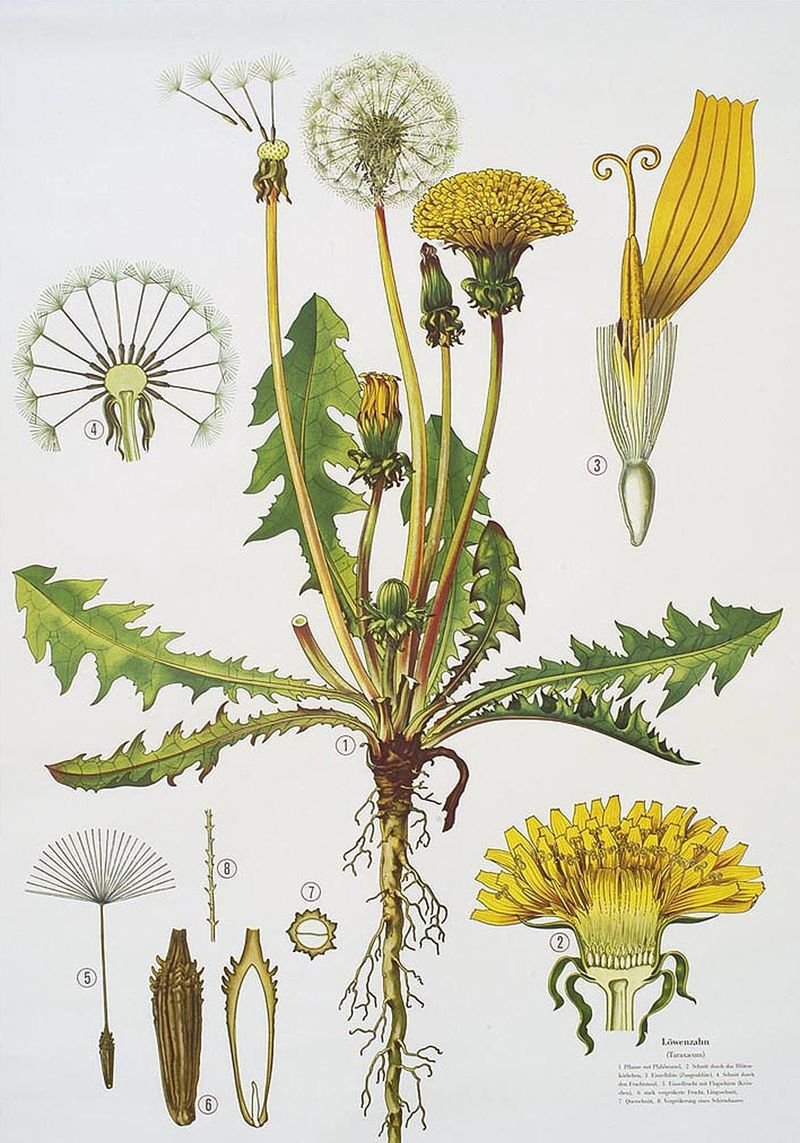 Астровые (Asteraceae)
