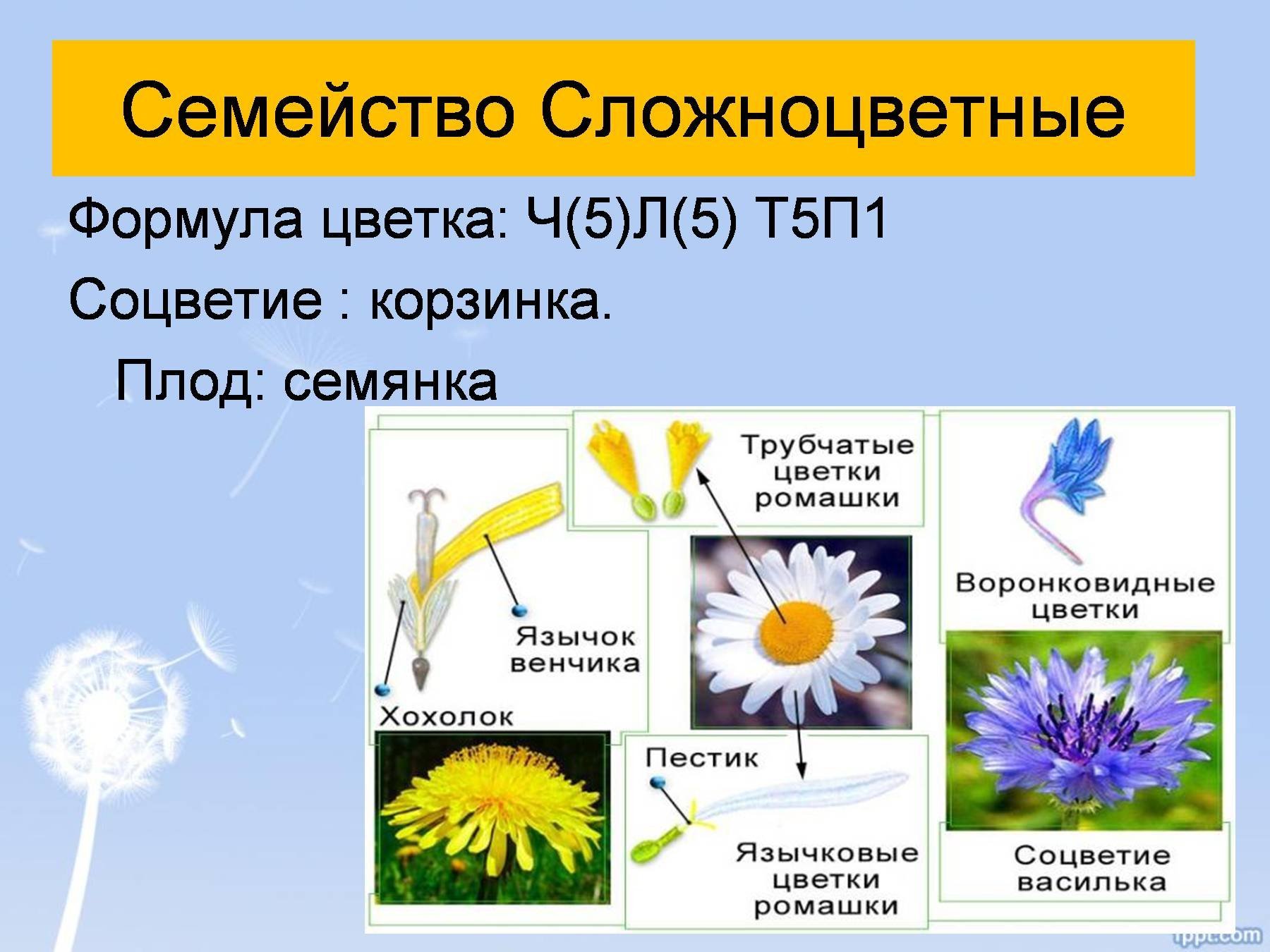 Формулы и диаграммы цветков сложноцветных