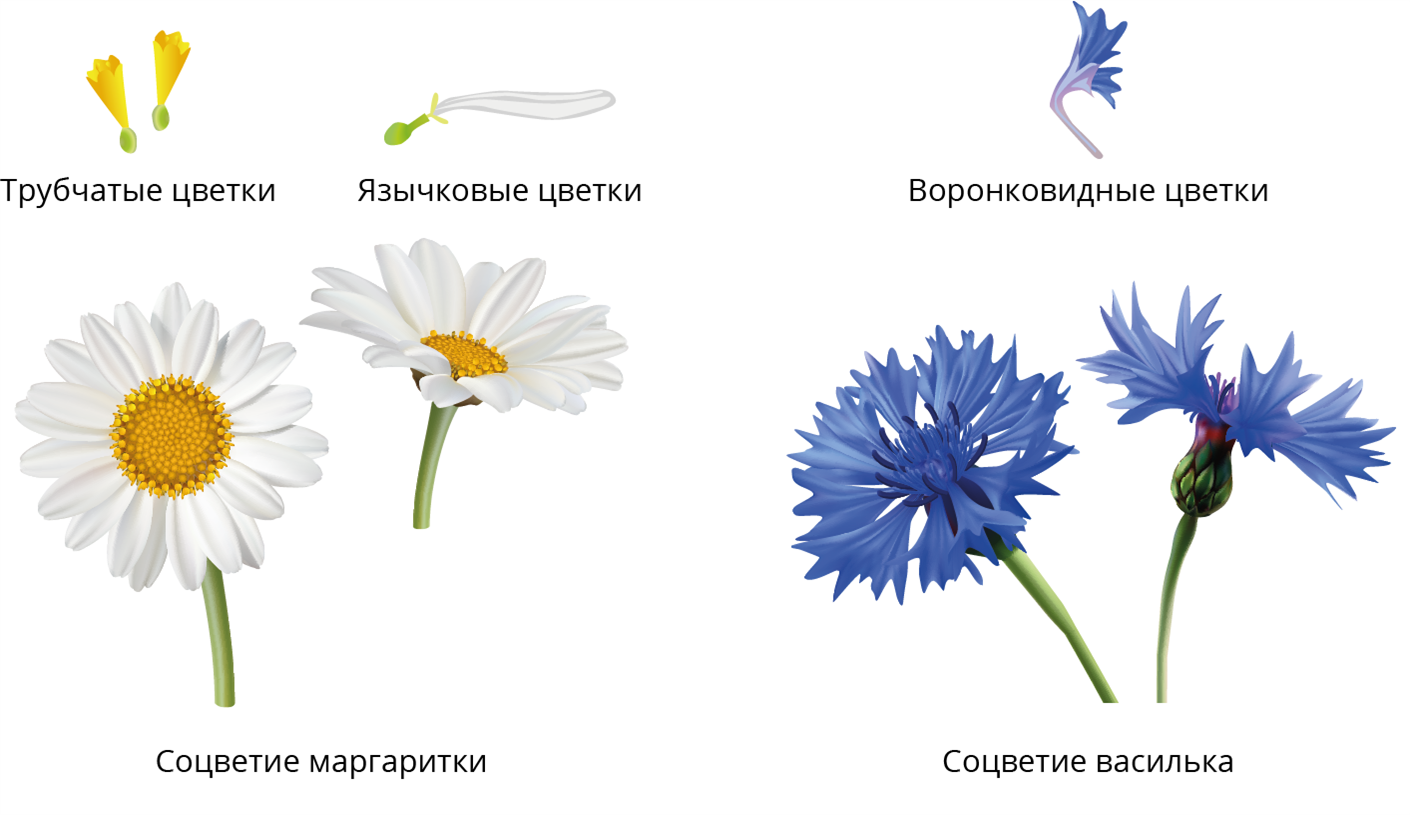 Типы цветков сложноцветных рисунок