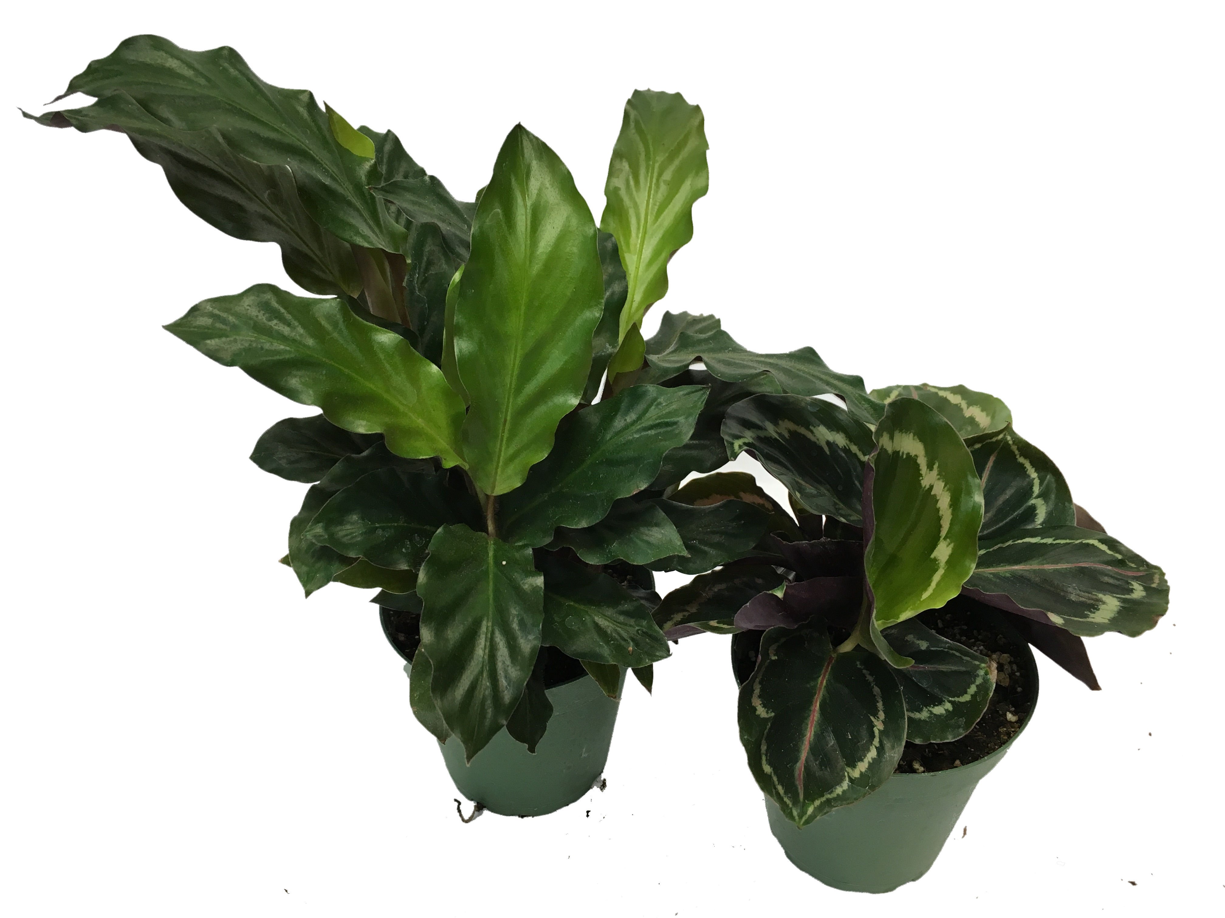 Calathea Majestica White Star Калатея Мажестика