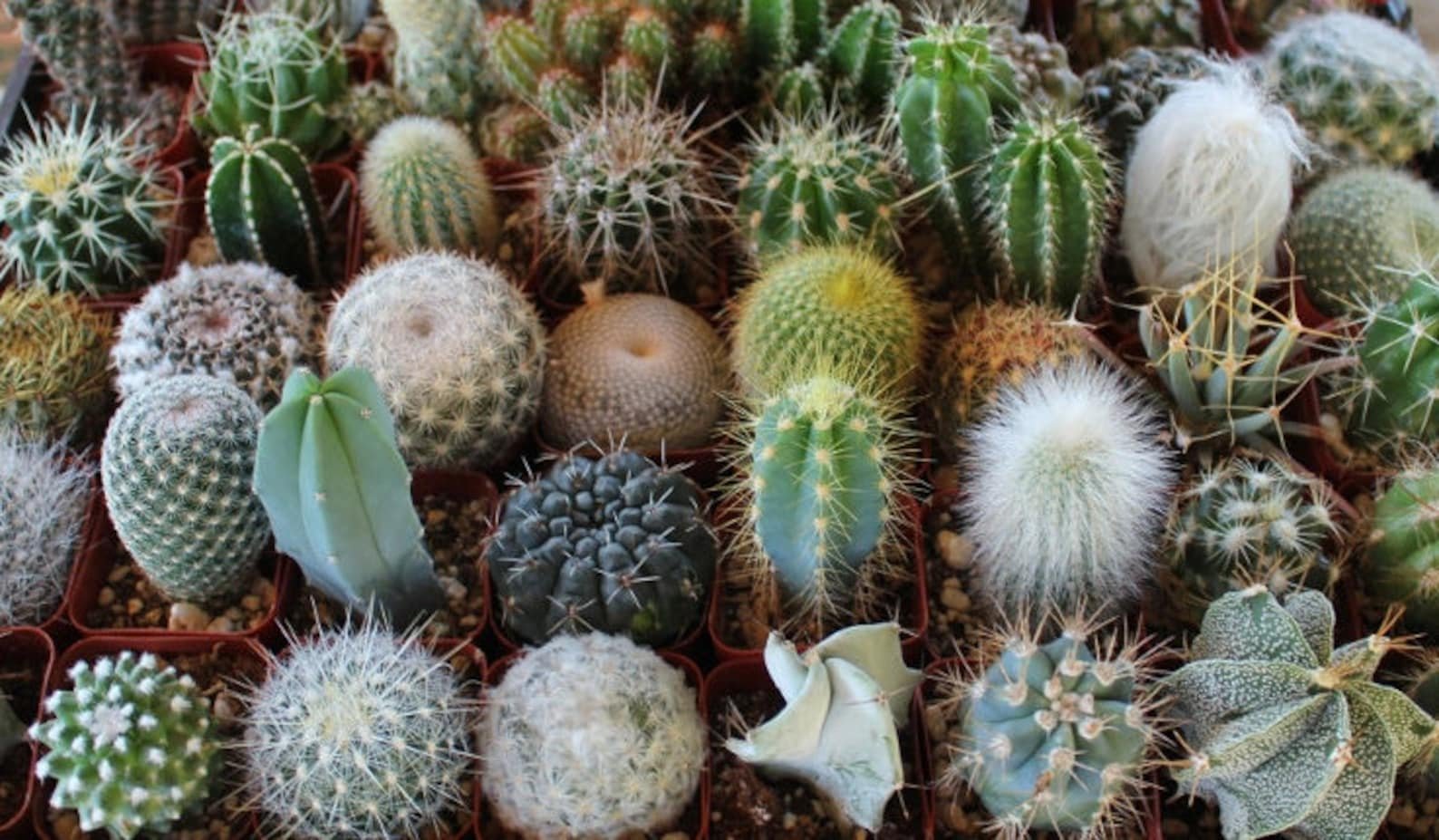 Фото всех кактусов. Кактус суккулент микс. Кактус грининфо. Notocactus globularis. Вилькоксия Кактус Родина.