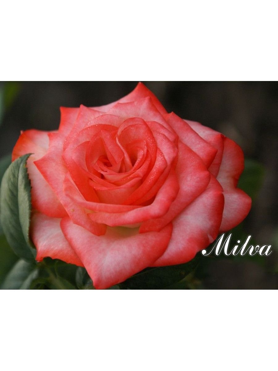 Роза чайно-гибридная Мильва