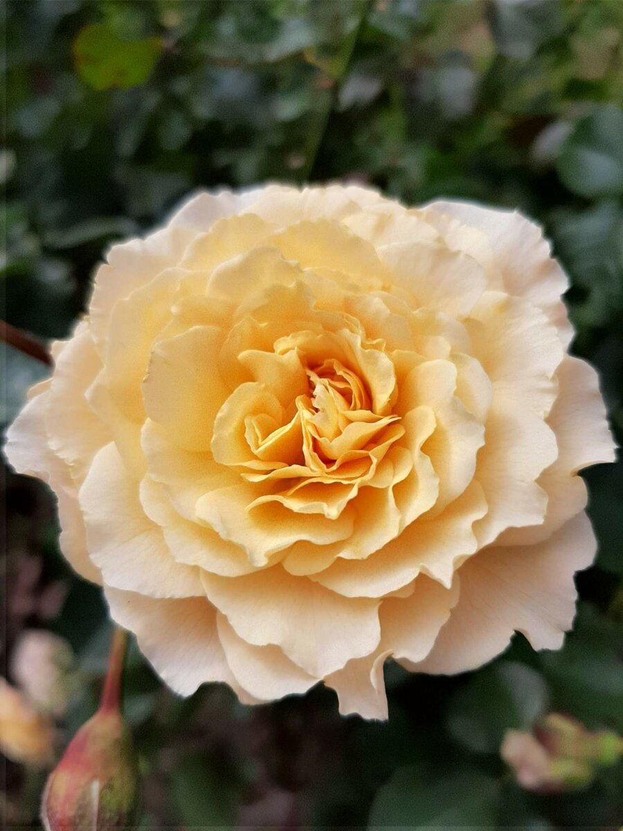 Роза шраб (Rosa Belvedere) Окс