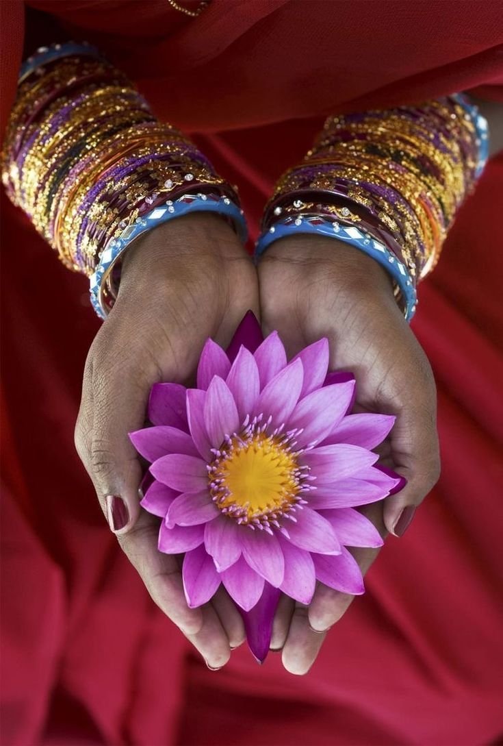 Цветок лотоса Индия