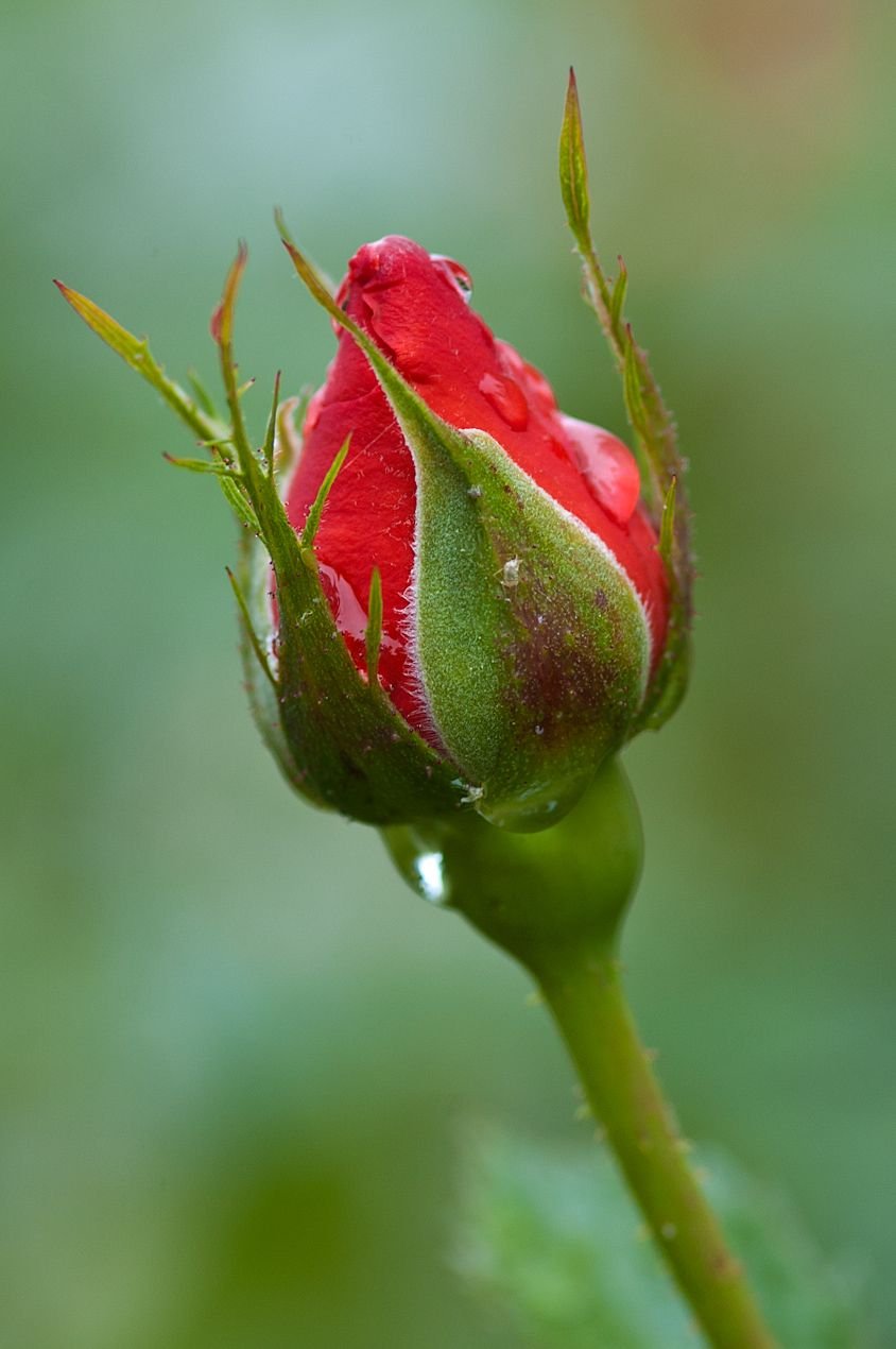 Чашелистик розы