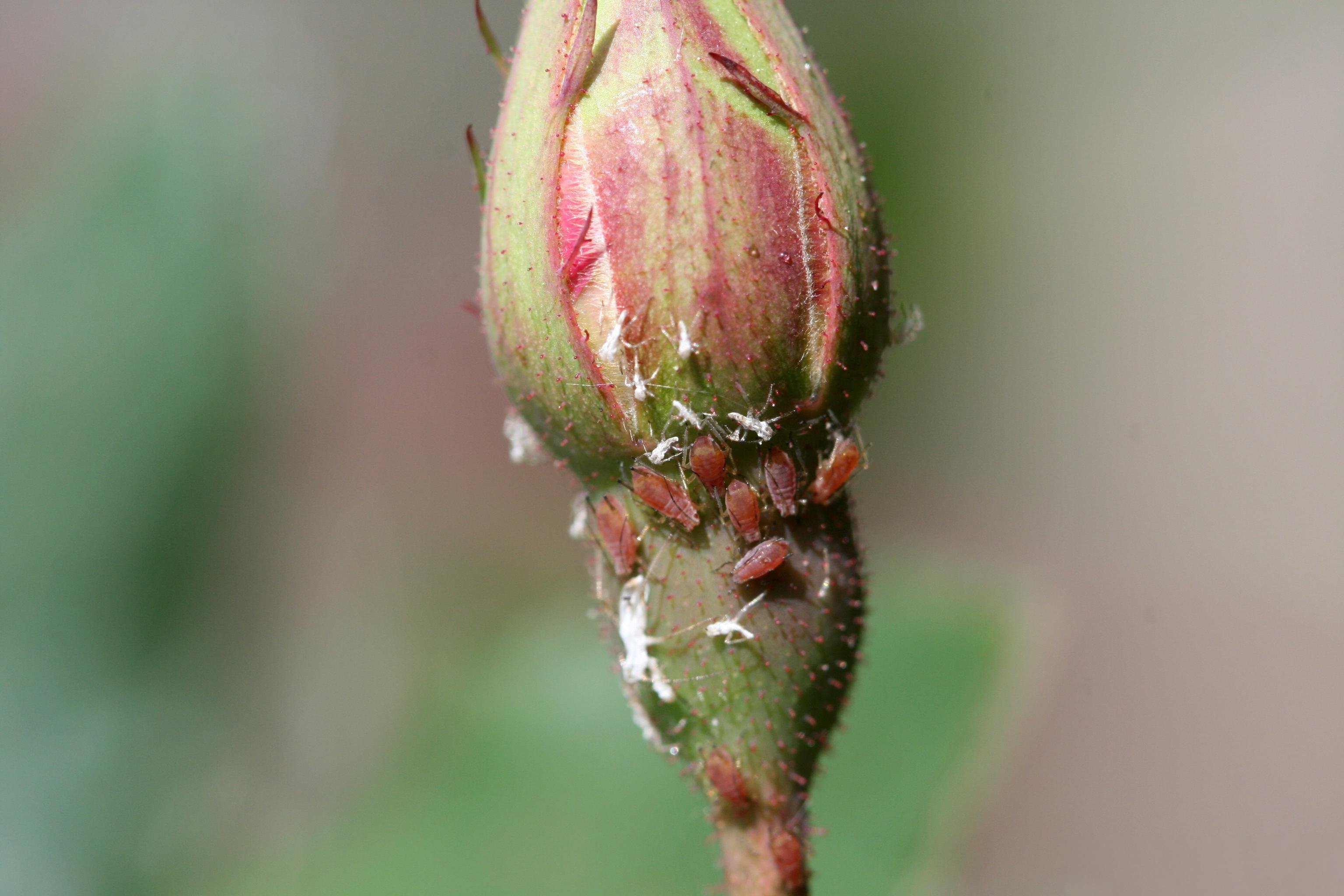 Почему сохнут тюльпаны. Macrosiphum Rosae. Розанная тля. Зеленая розанная тля. Паутинный клещ на Розе.