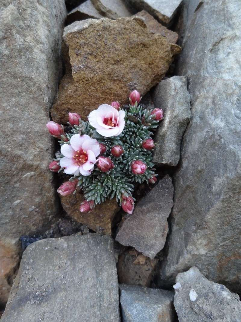 Цветок сквозь камень