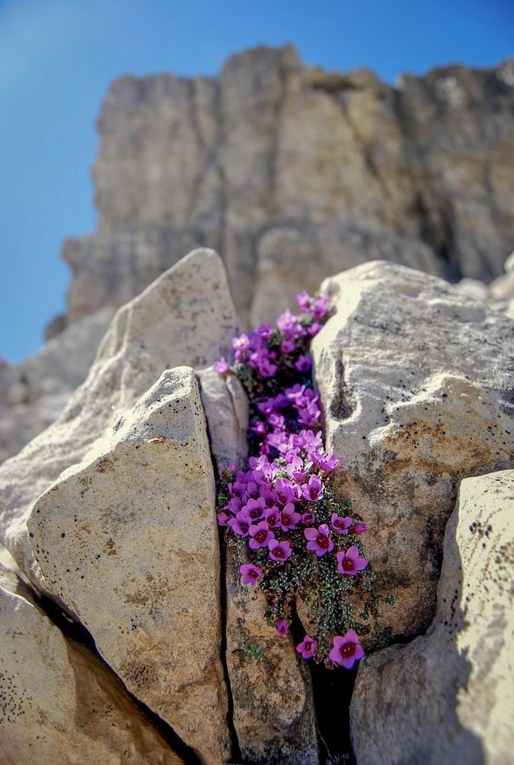Цветы растущие на камнях