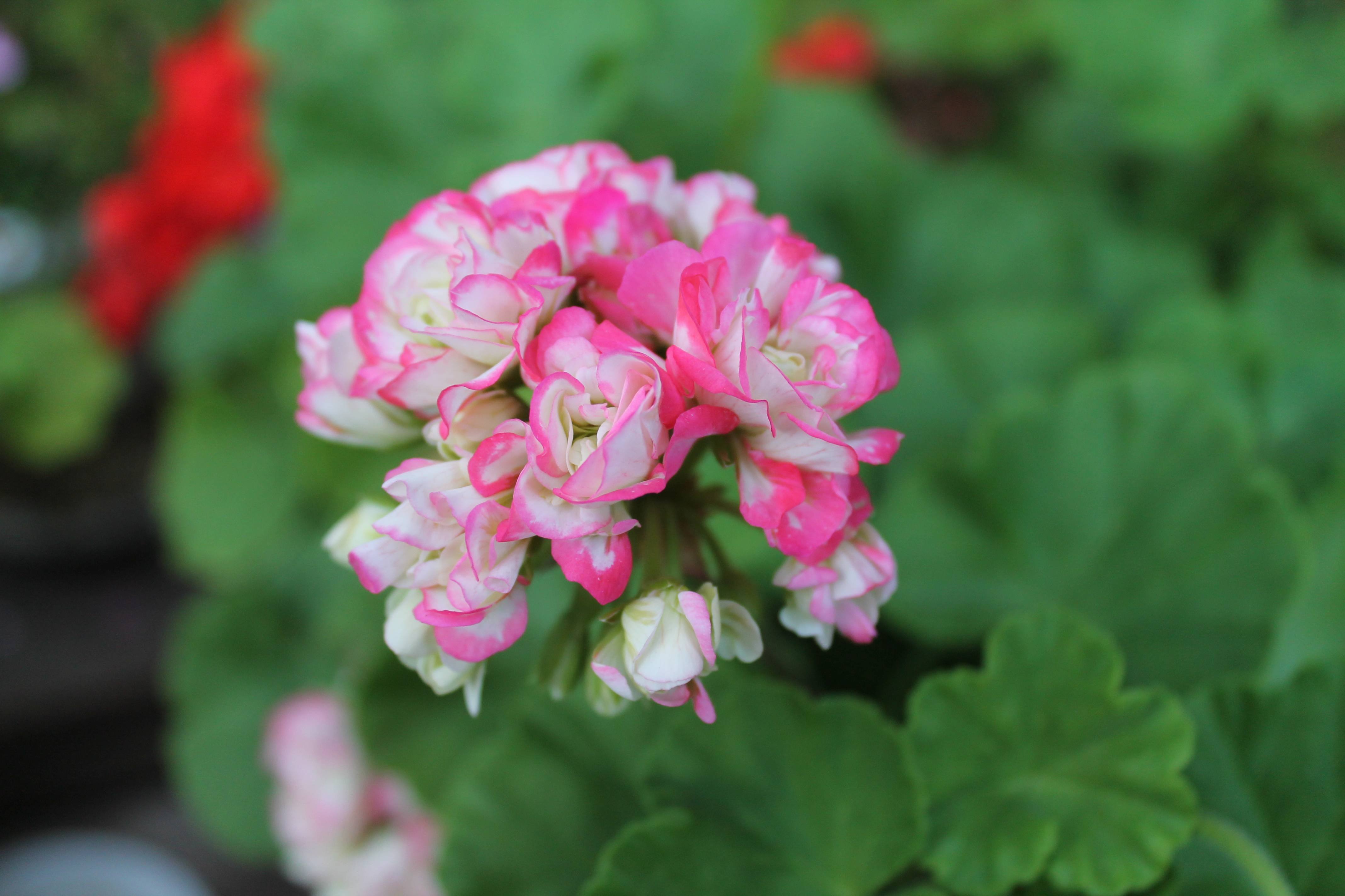 Пеларгония pelargonium. Toscana Vera пеларгония. Prinsessan Marie пеларгония. Пеларгония Грациелла. Андреас розебуд пеларгония.