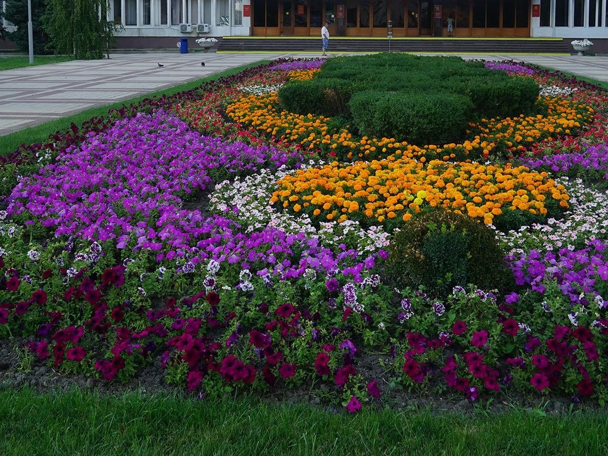 Цветы клумба фото простые. Клумба Новороссийск. Красивые клумбы. Цветы для клумбы. Цветники в городе.