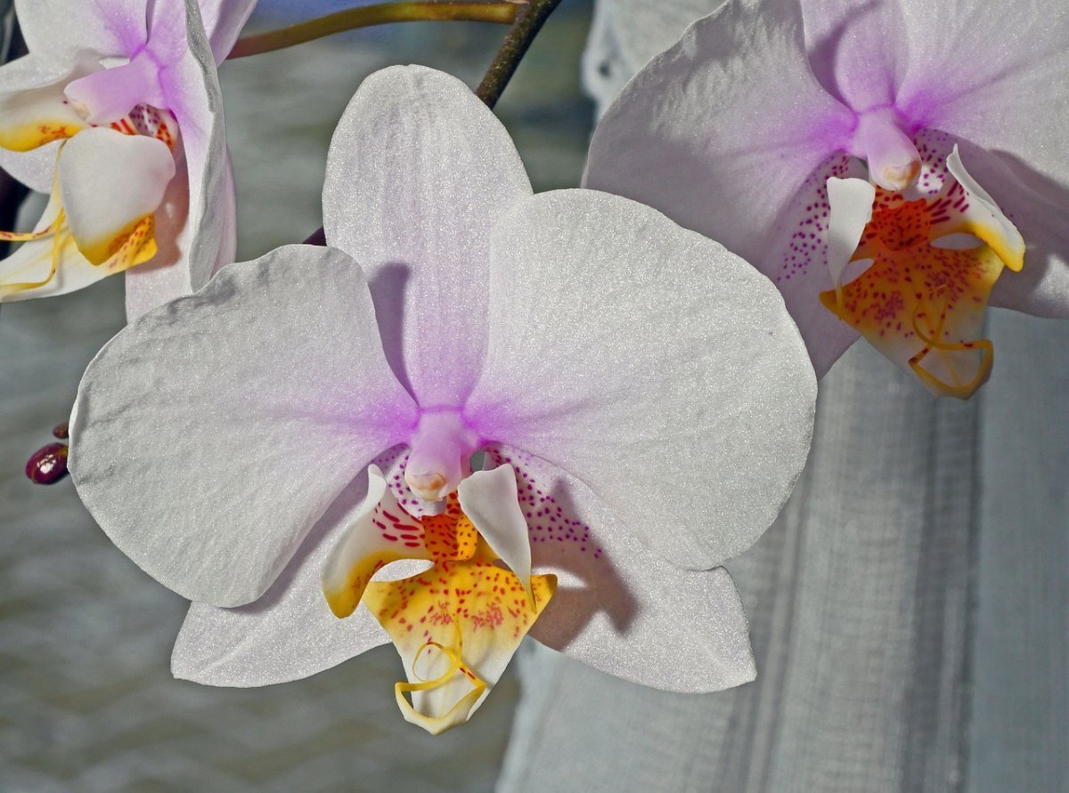 Фаленопсис Посейдон. Фаленопсис amabilis. Фаленопсис Phalaenopsis White & Pink. Фаленопсис Дюрбан.