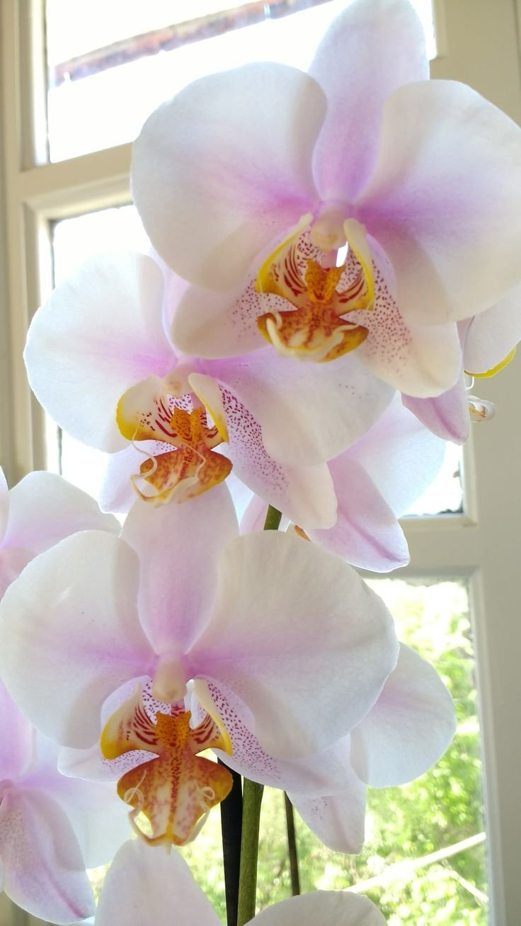 Орхидея Hague фаленопсис