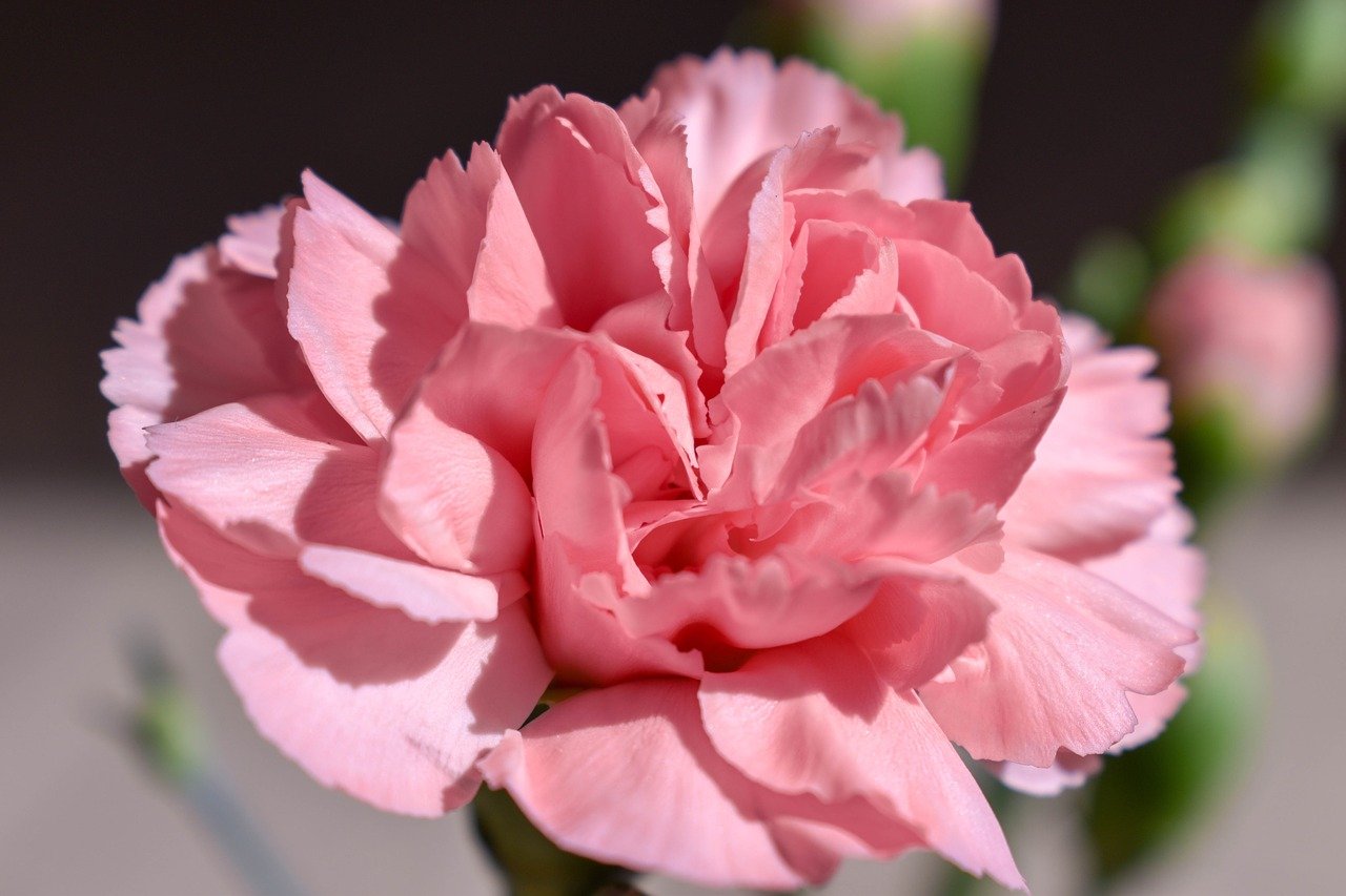 Гвоздика Dianthus Doris