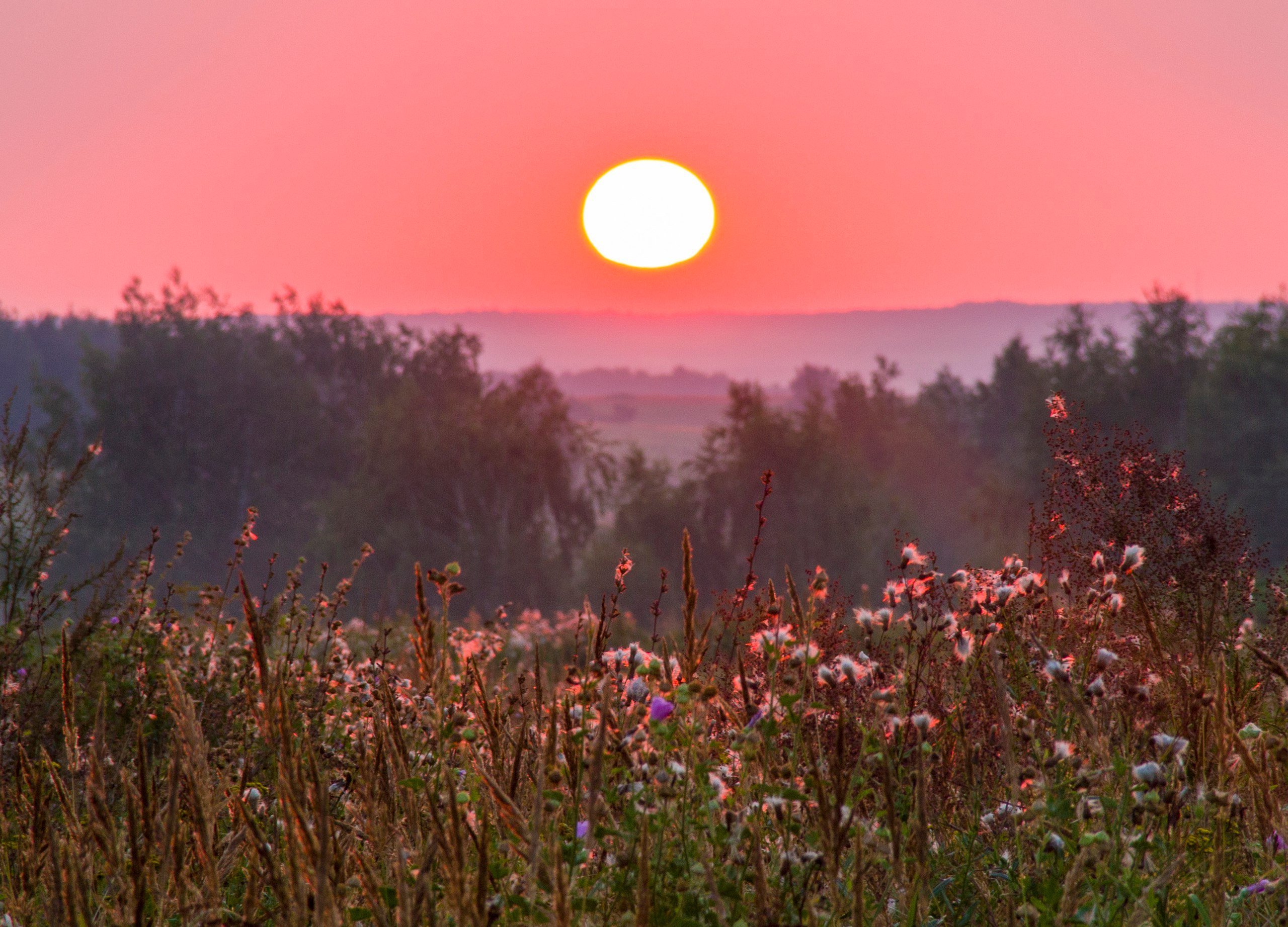 Зорька утренняя фото