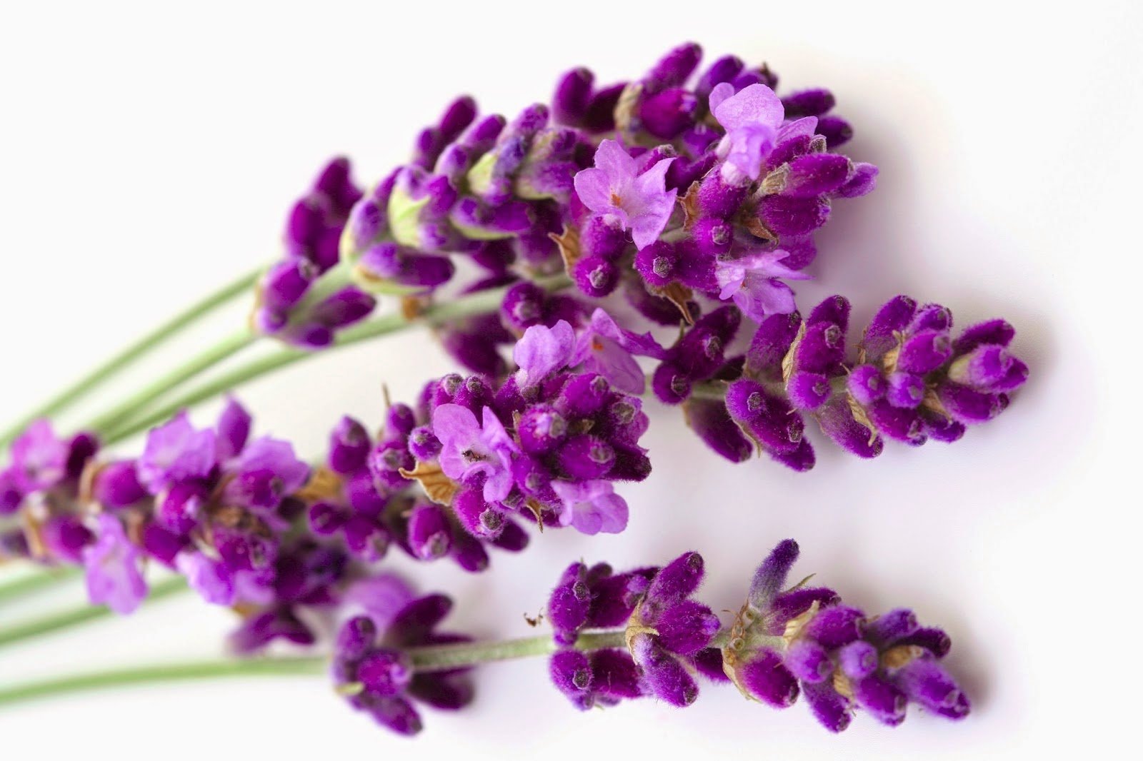 French Lavender С†РІРµС‚С‹