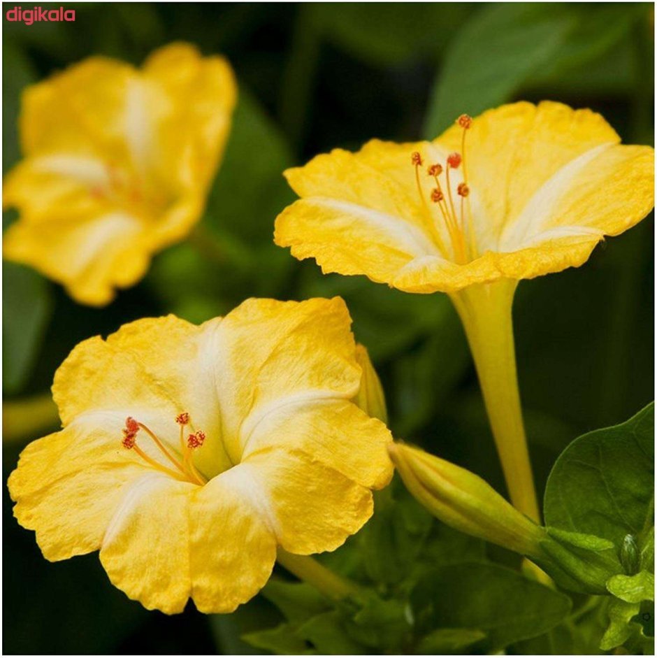Мирабилис цветок желтый