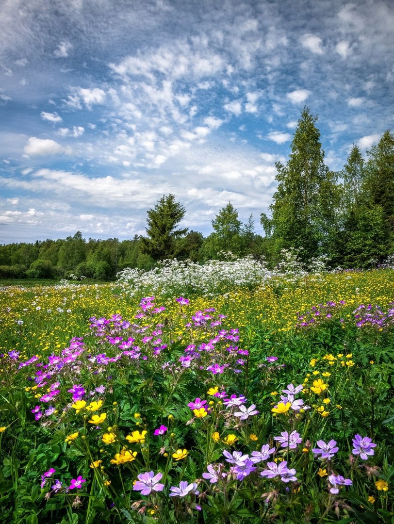 Медуница Лесная цветок