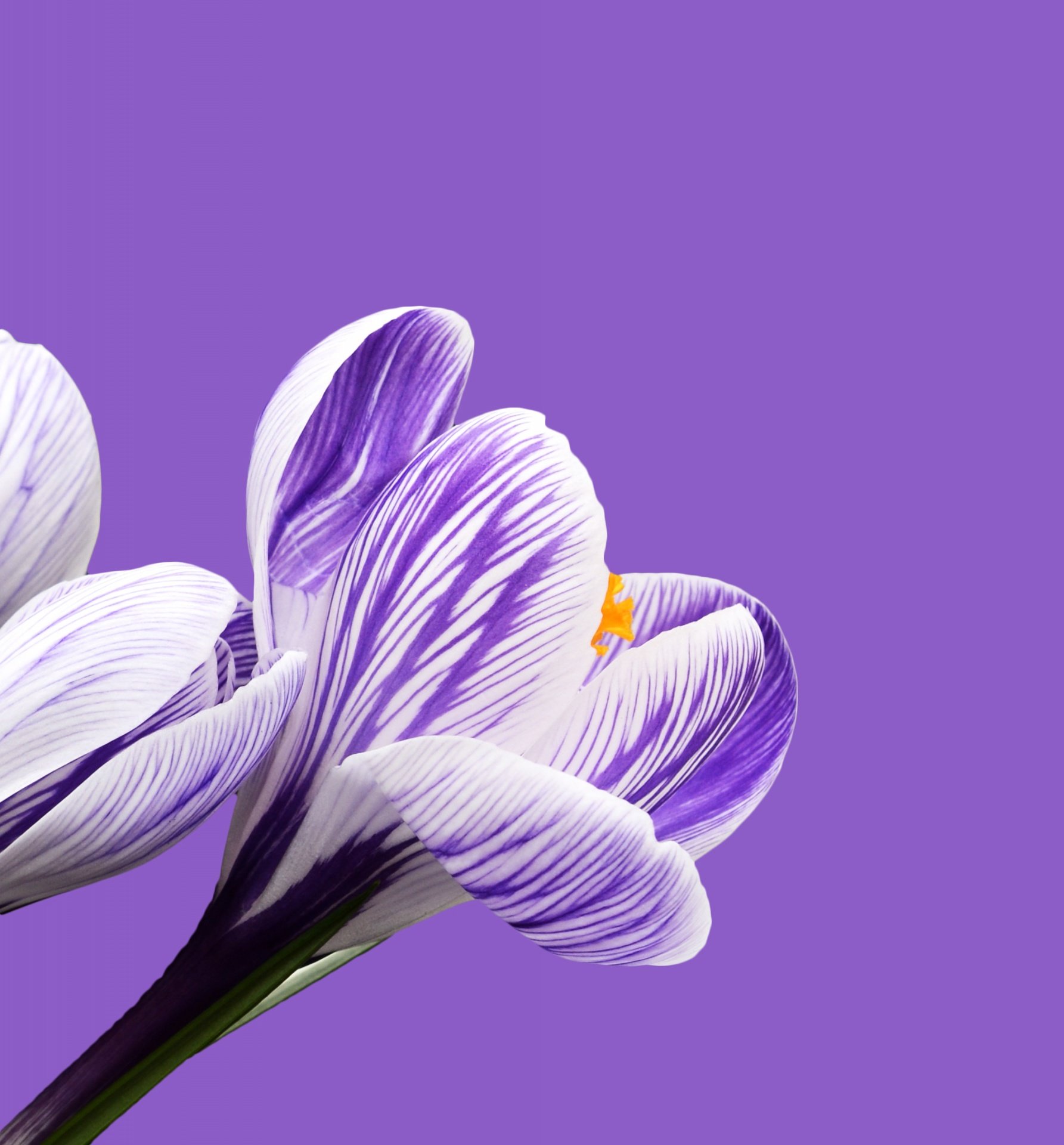 Цветок крокус сити оригами. Крокус цветок сиреневый. Крокус цветок белый. Крокусы сиреневые. Крокус крупноцветковый бело фиолетовый.