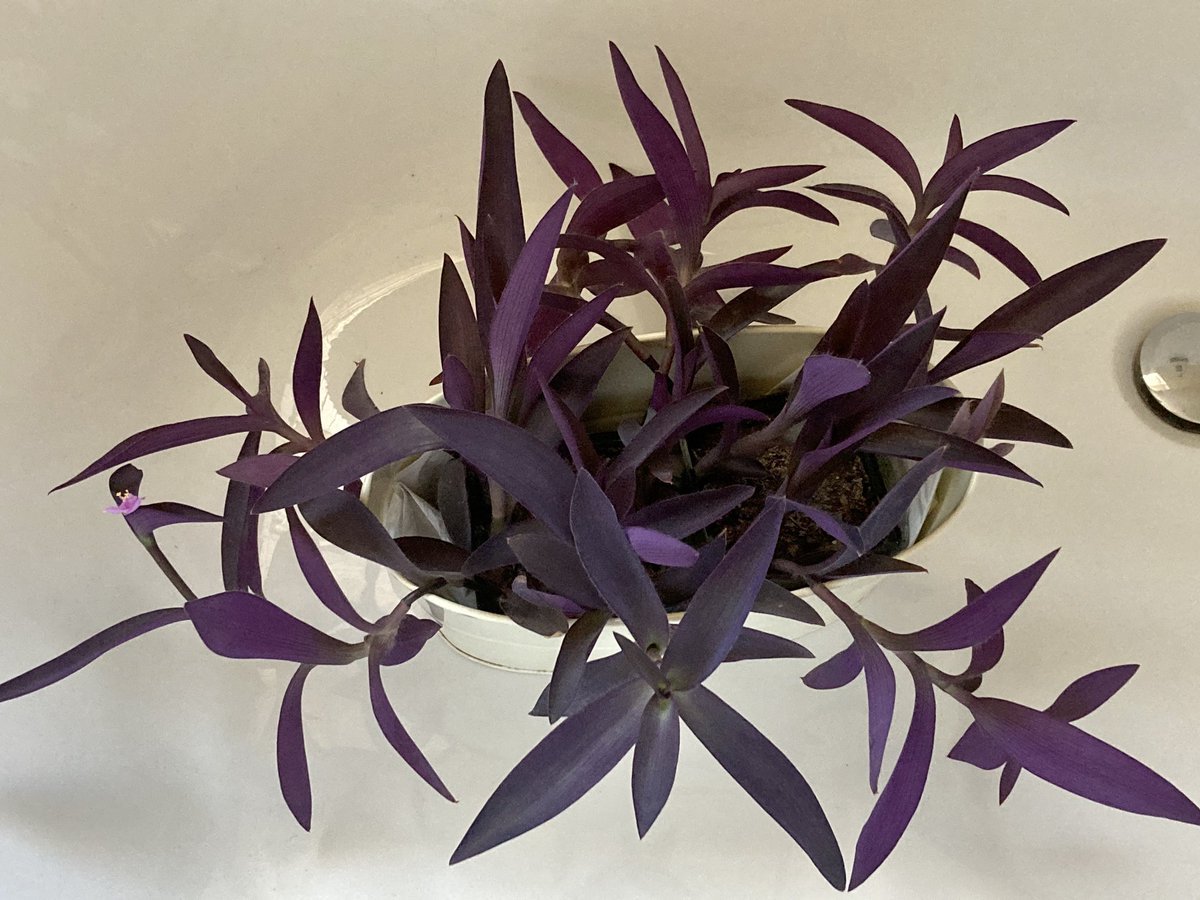 Сеткреазия Пурпурная Цветок