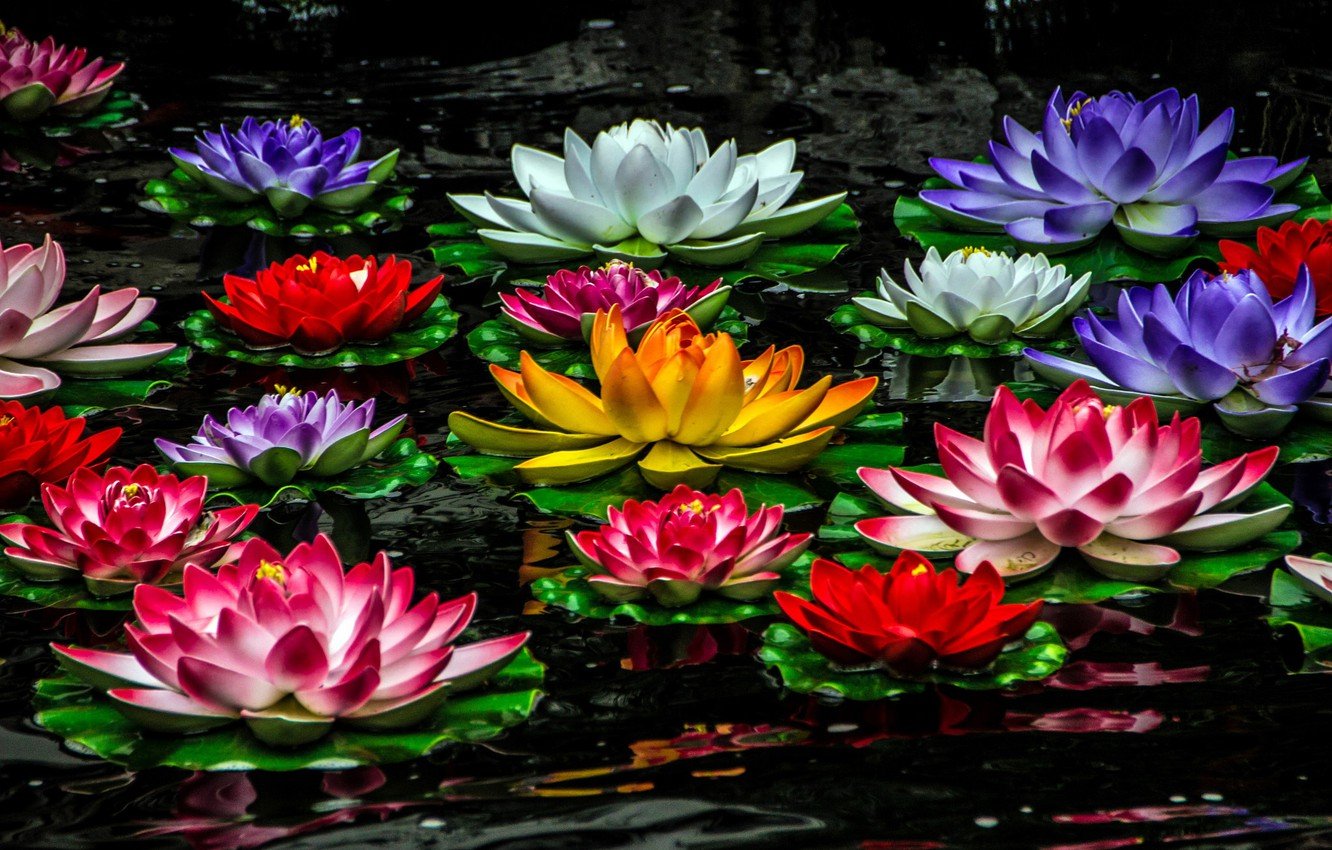 цветы растущие в воде фото