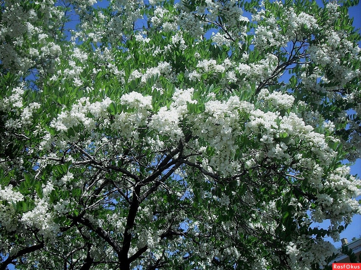 Какое дерево цветет белым цветом