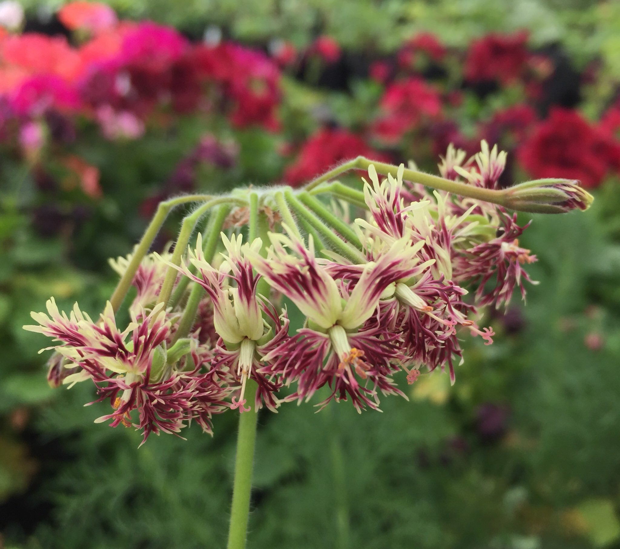 Пеларгония caffrum. Schizopetalum пеларгония. Кумузура пеларгония. Пеларгония Basna.