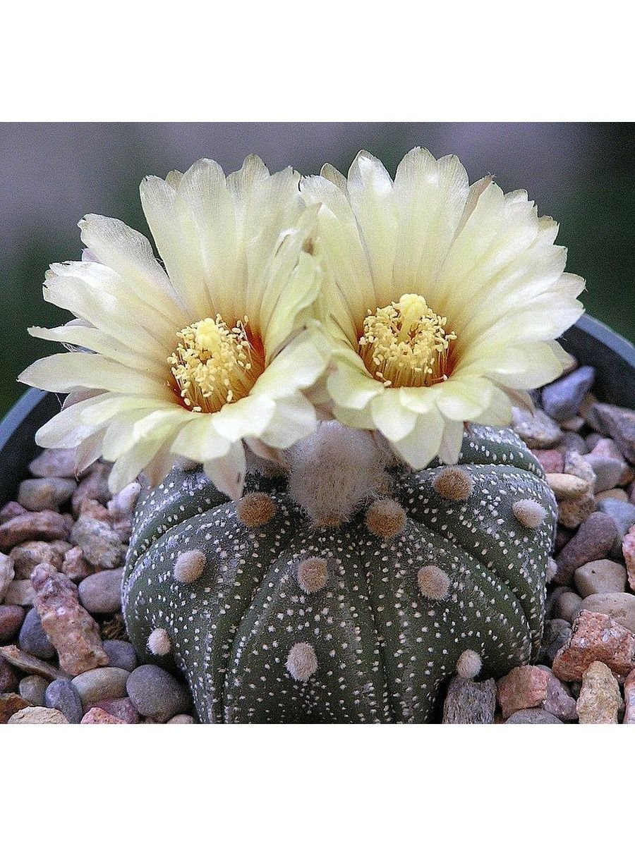 Астрофитум Астериас Astrophytum Asterias