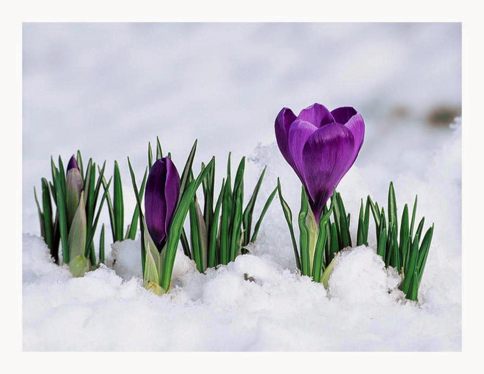 Winter spring. Ранняя Весна. Цветы в снегу. Февральские цветы. Сиреневые крокусы в снегу.
