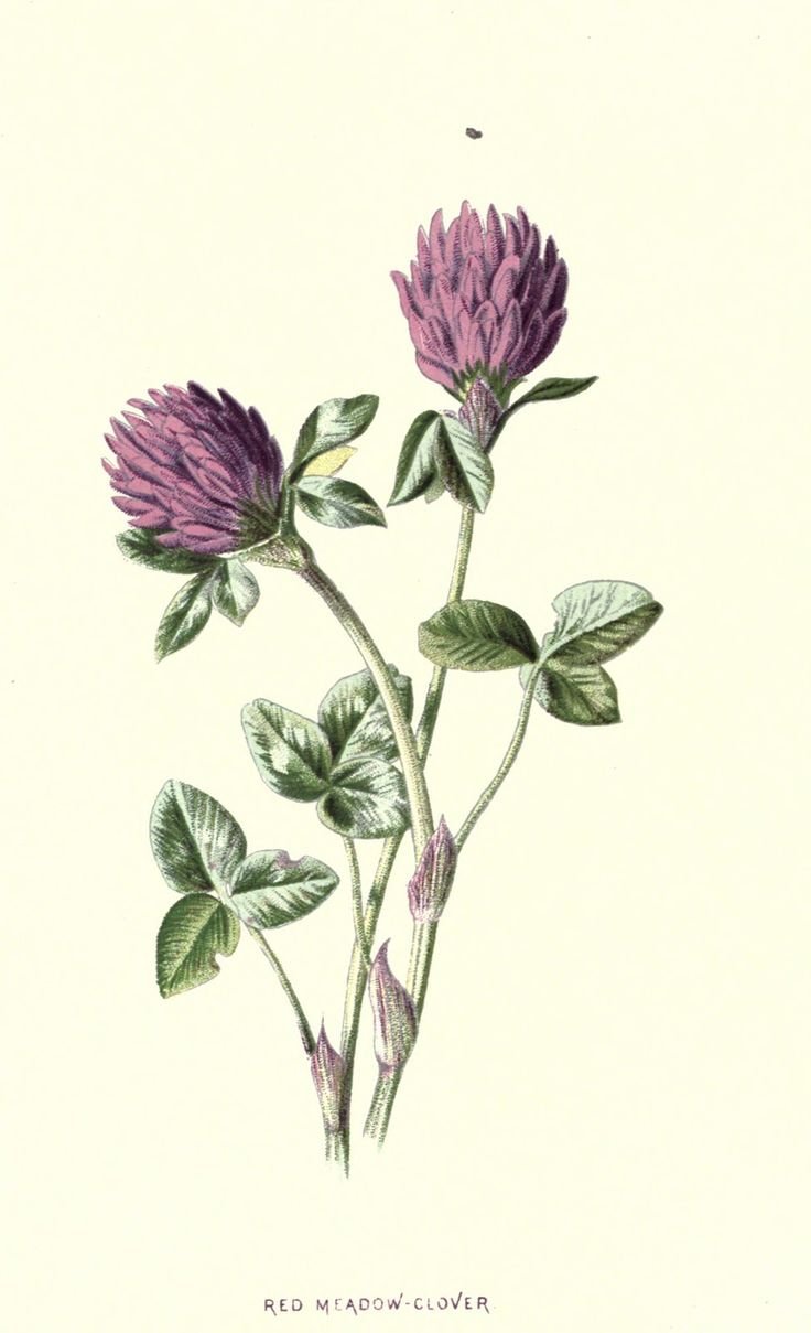 Клевер Луговой Ботаническая иллюстрация