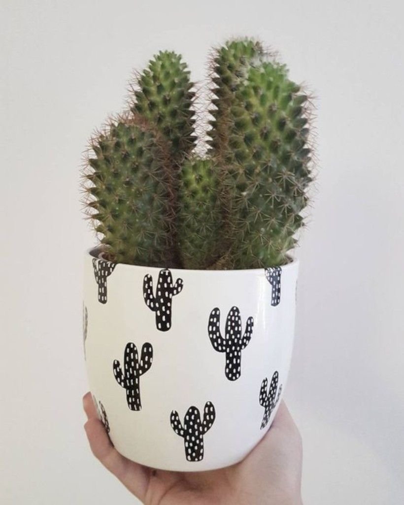 Cactus Pot горшки кактусы Суккуленты