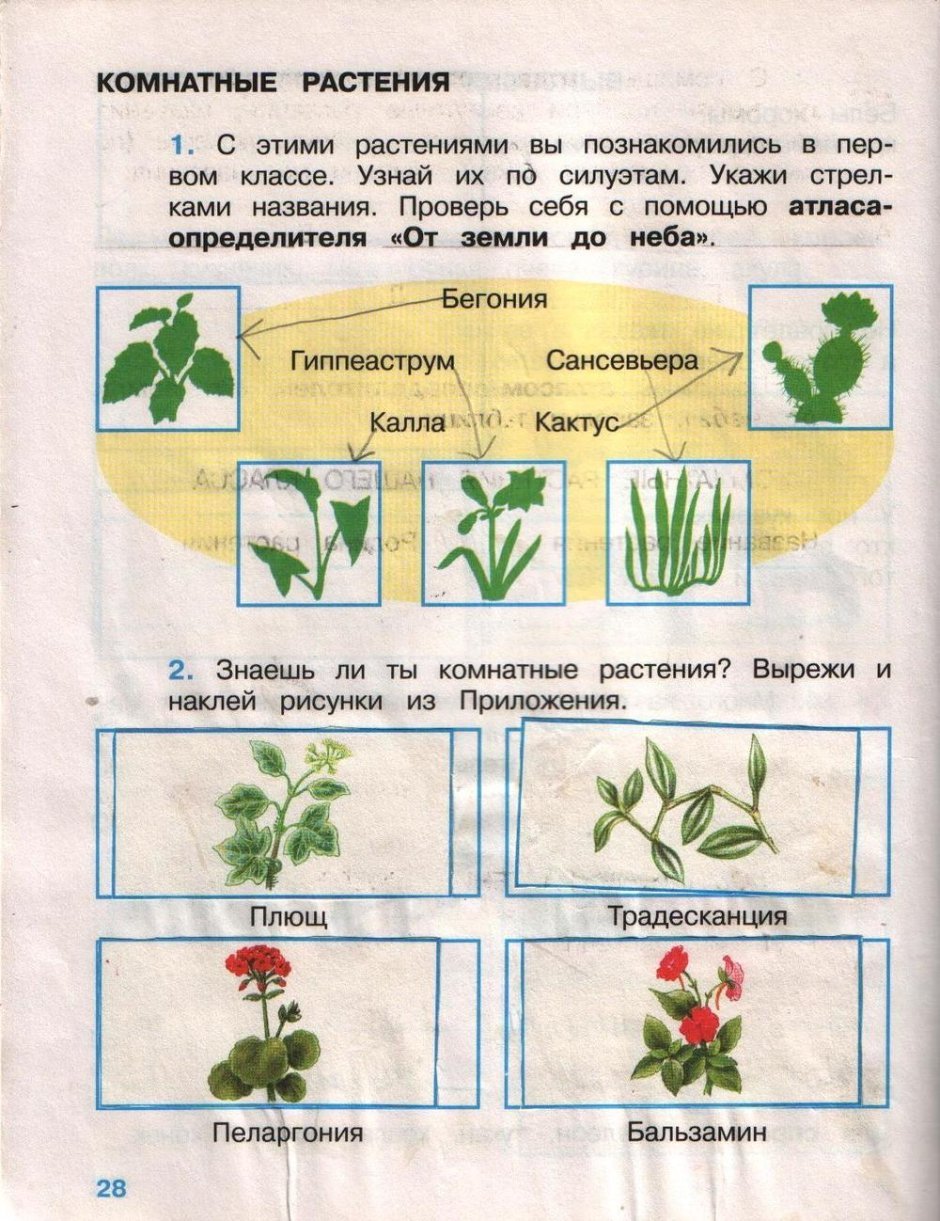 Цветы дикорастущие и культурные