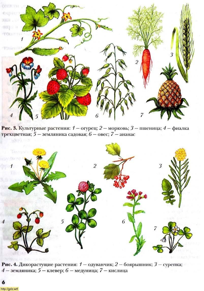 Сорта дикорастущих растений