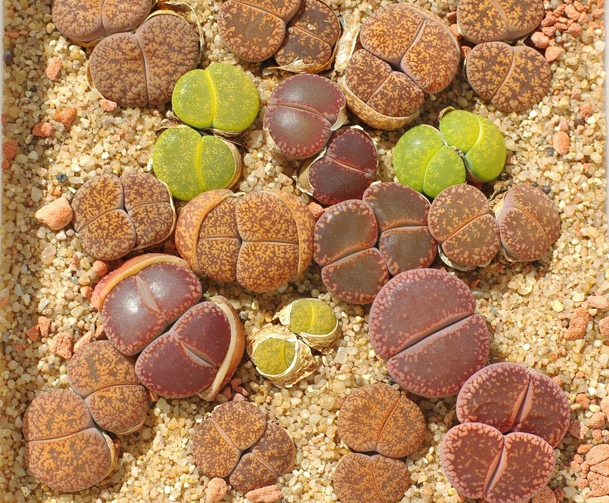Живые камни семена. Цветущие камни литопсы. Суккуленты литопсы. Суккуленты литопсы микс. Литопсы микс живые камни семена.