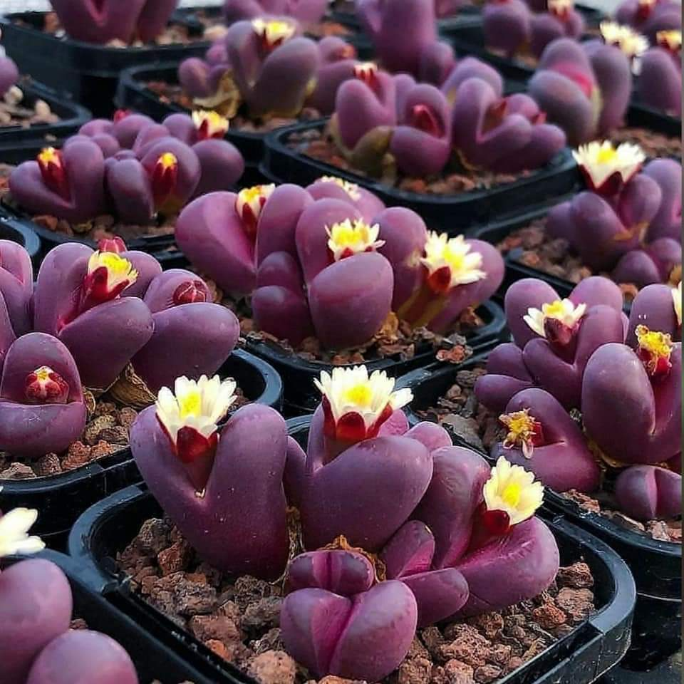 Lithops optica CV rubra