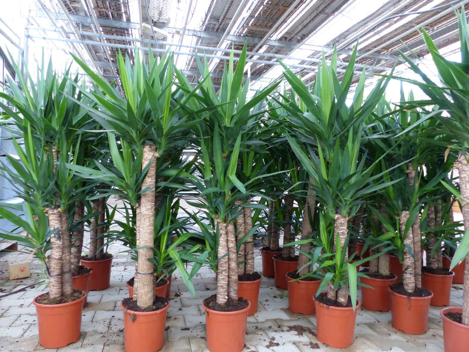 Yucca ELEPHANTIPES Юкка слоновая