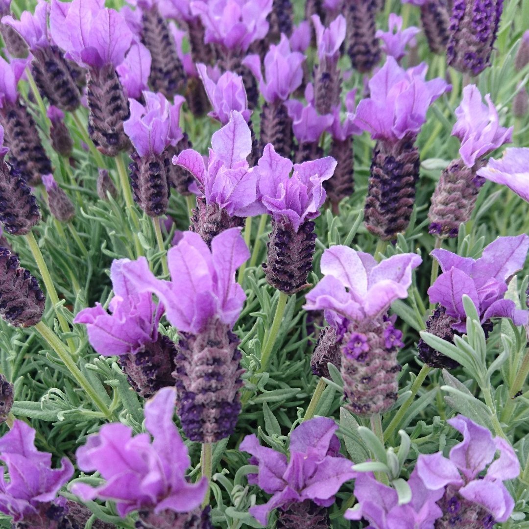 French Lavender С†РІРµС‚С‹