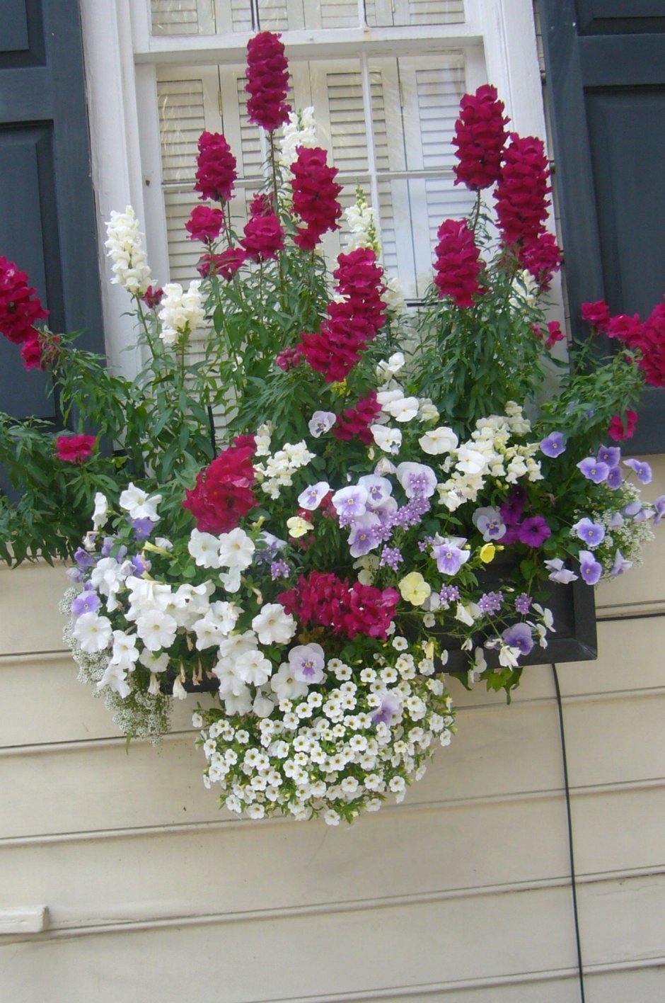 Комнатные цветы на балконе