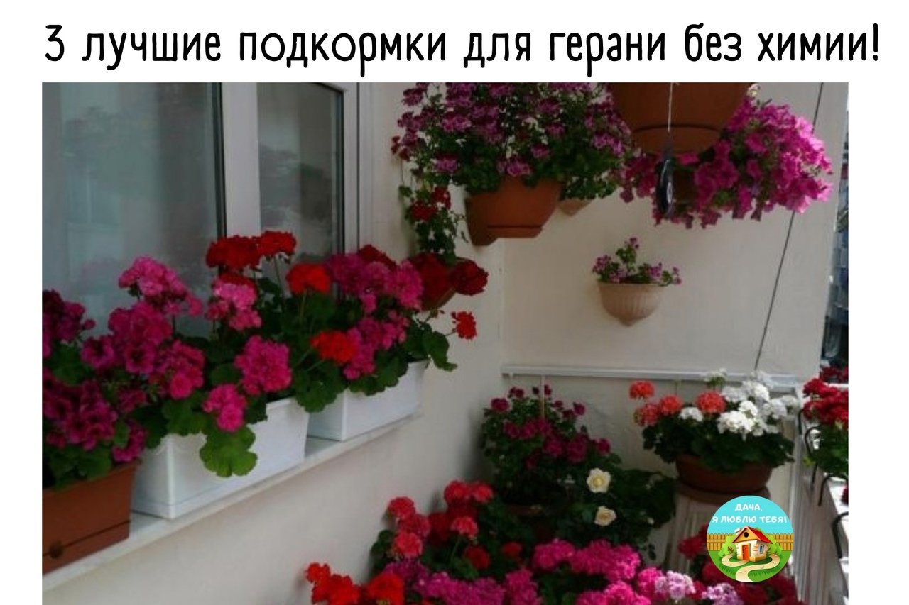 Пеларгония ампельная balkon