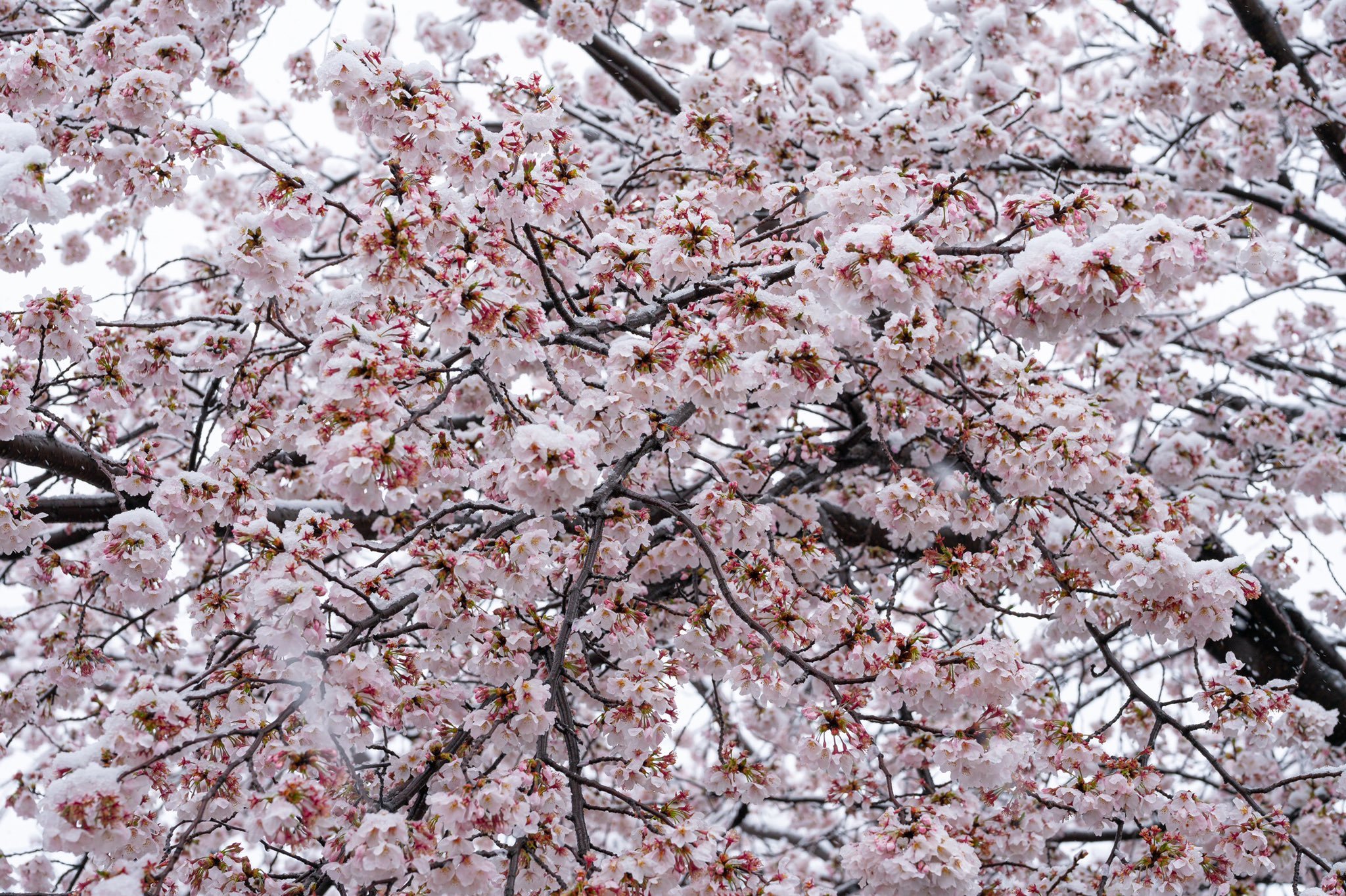 Sakura mod. Сакура в реальной жизни. Сакура под снегом. Сакура в реальной жизни дерево. Биом Сакуры.