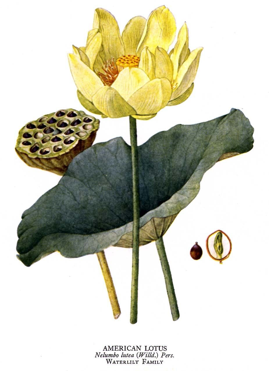 Nymphaea Lotus Ботаническая иллюстрация