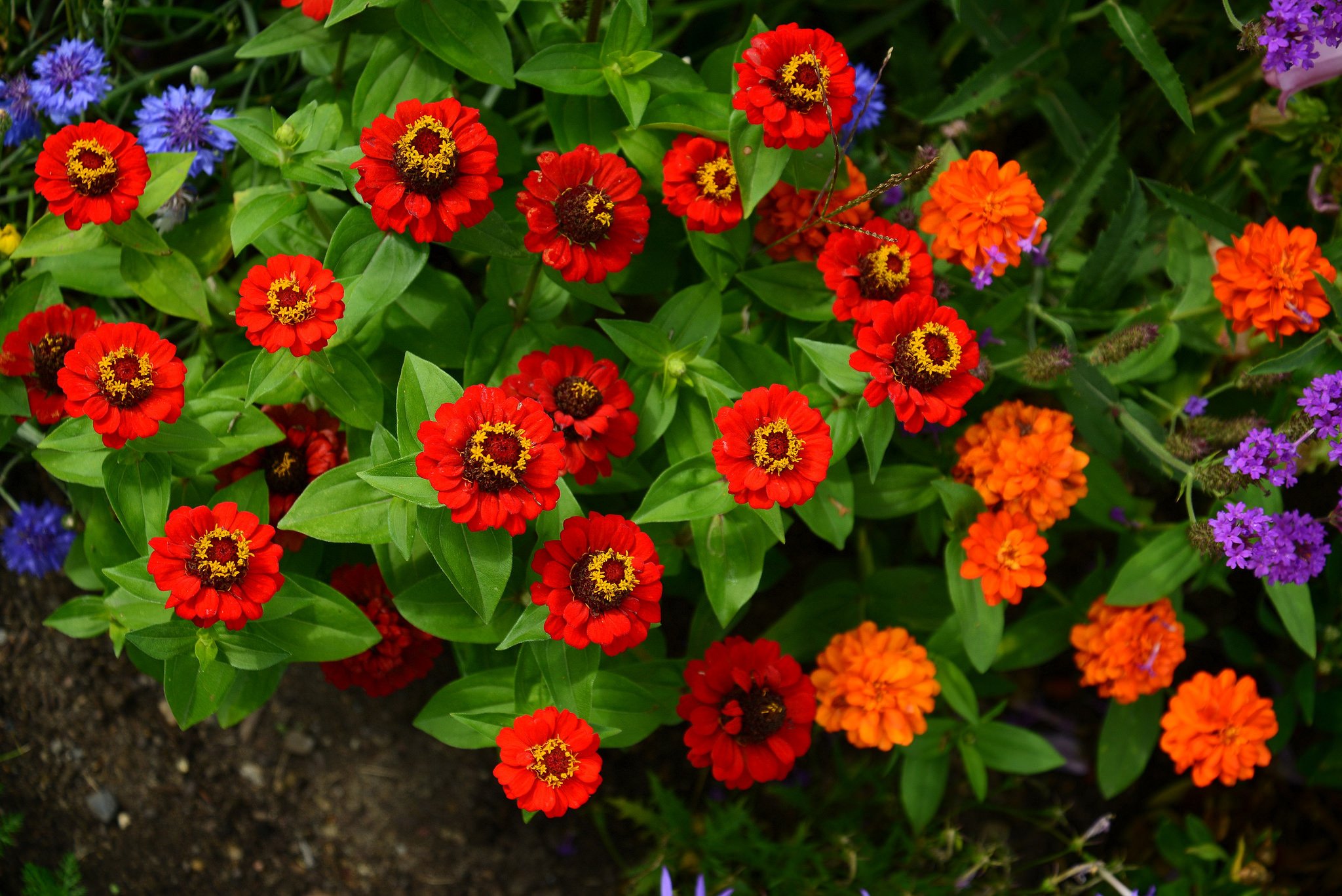 Zinnia Flower