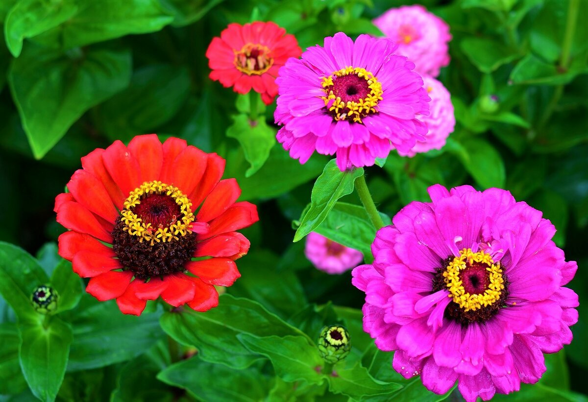 Zinnia Flower