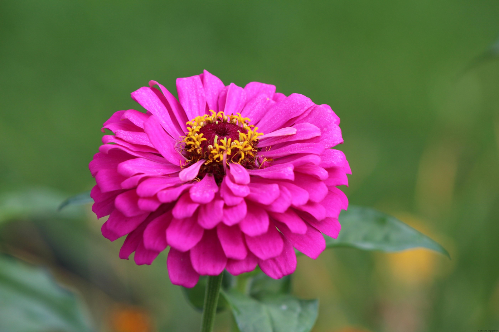 Zinnia Flower