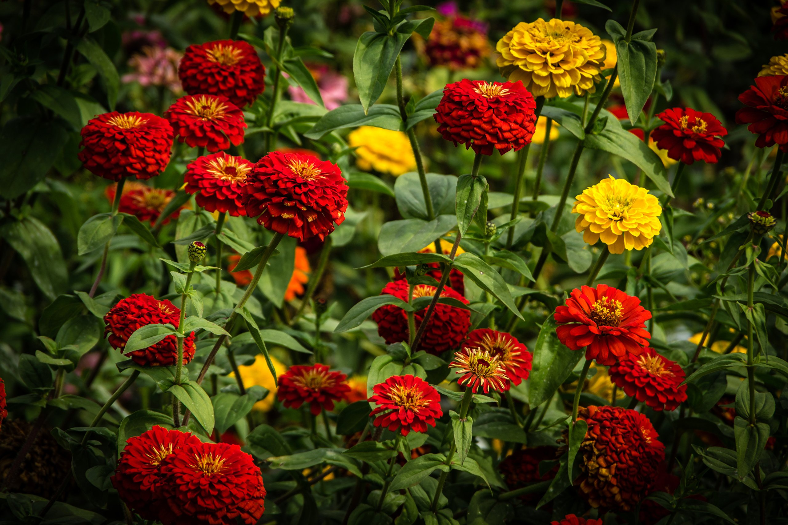 Zinnia Flower